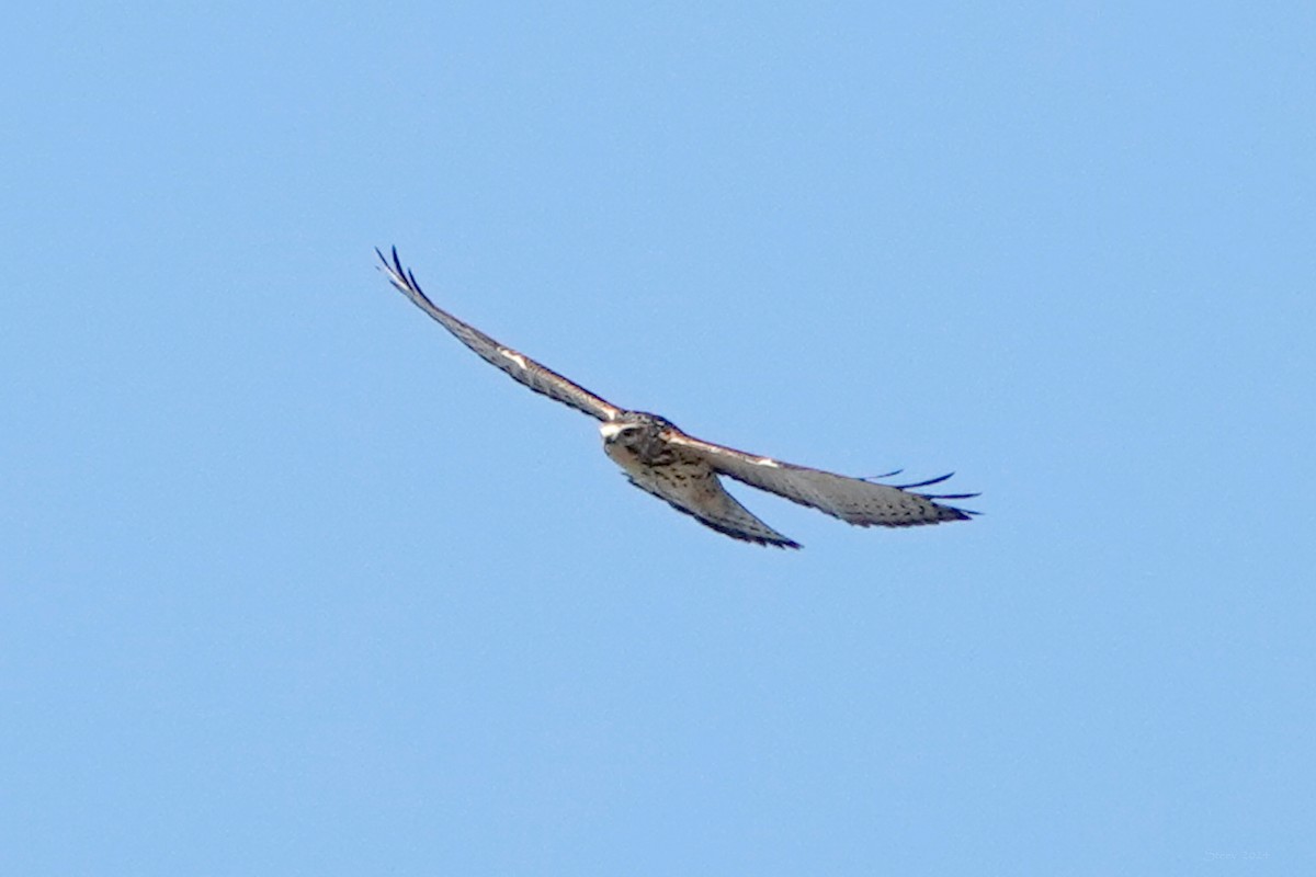 Broad-winged Hawk - ML624209855