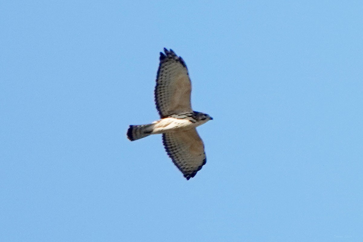 Broad-winged Hawk - Steve Neely