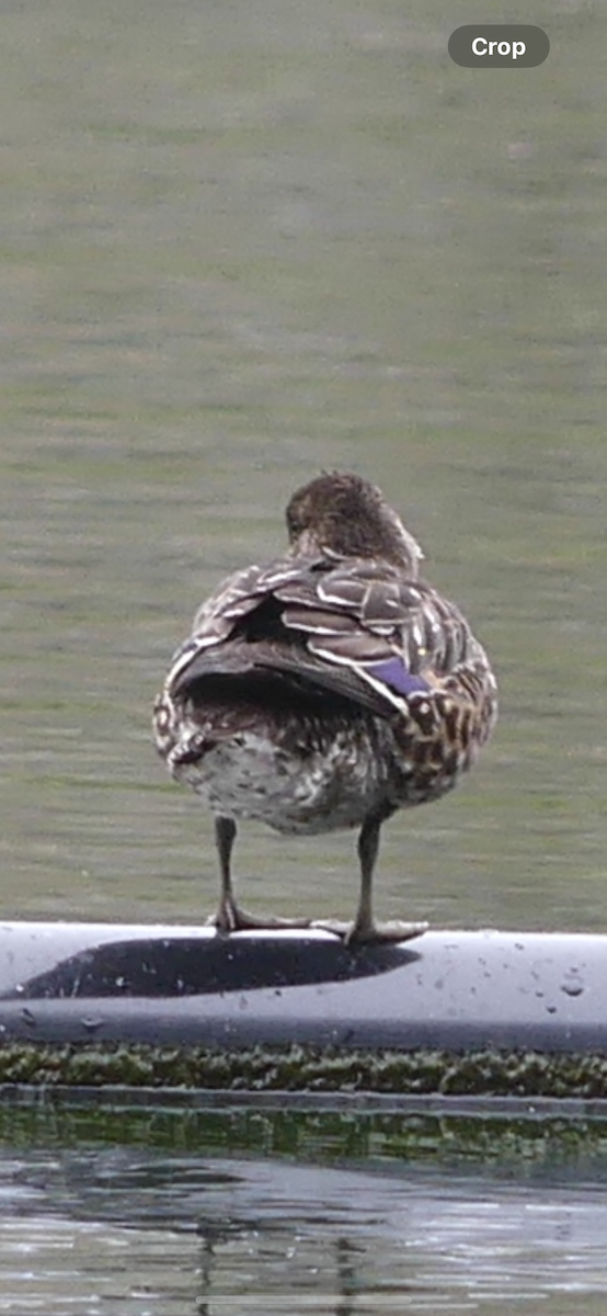 Blue-winged/Cinnamon Teal - ML624209862