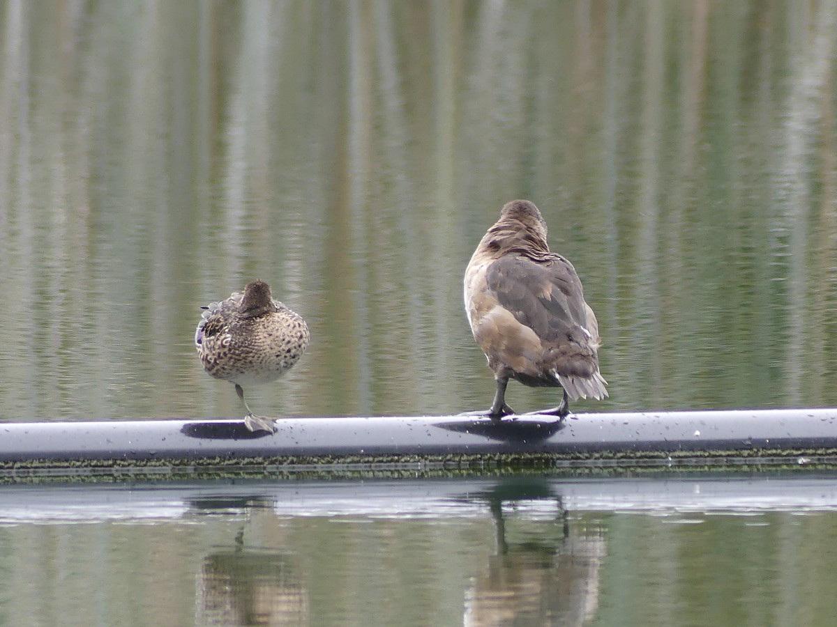 Blue-winged/Cinnamon Teal - ML624209863