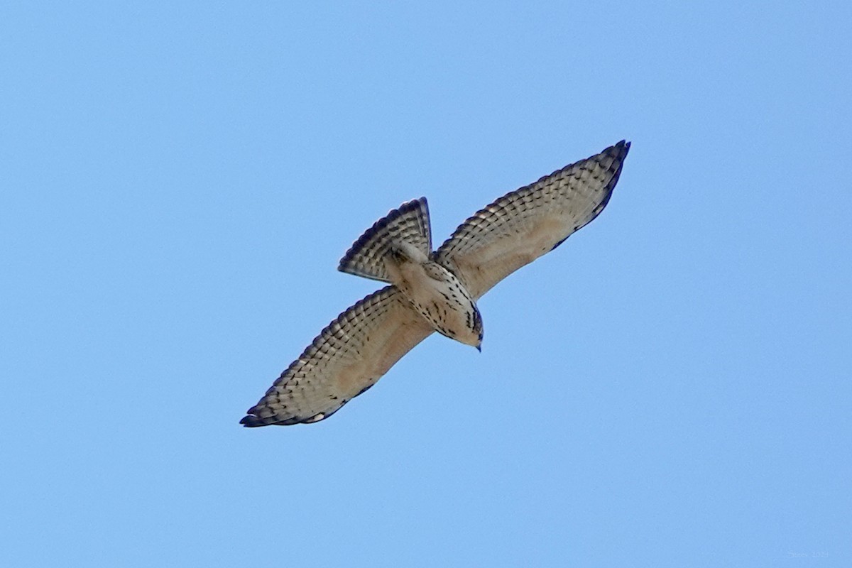 Broad-winged Hawk - ML624209865