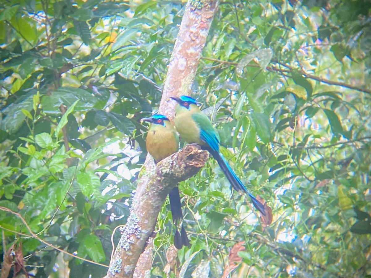 bergmotmot - ML624209892