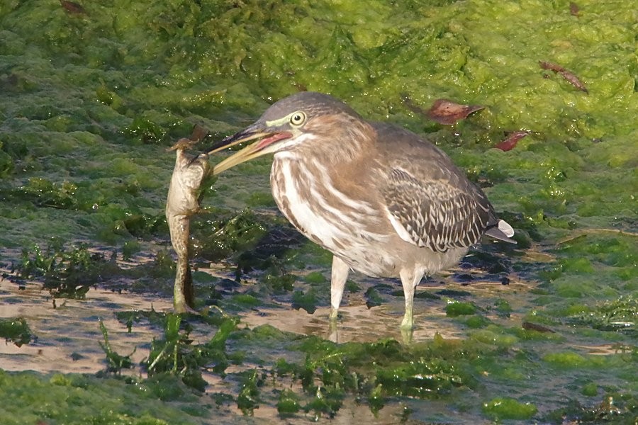 Green Heron - ML624209929