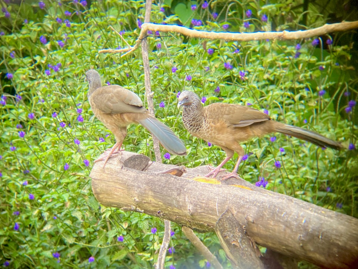 Colombian Chachalaca - ML624209930