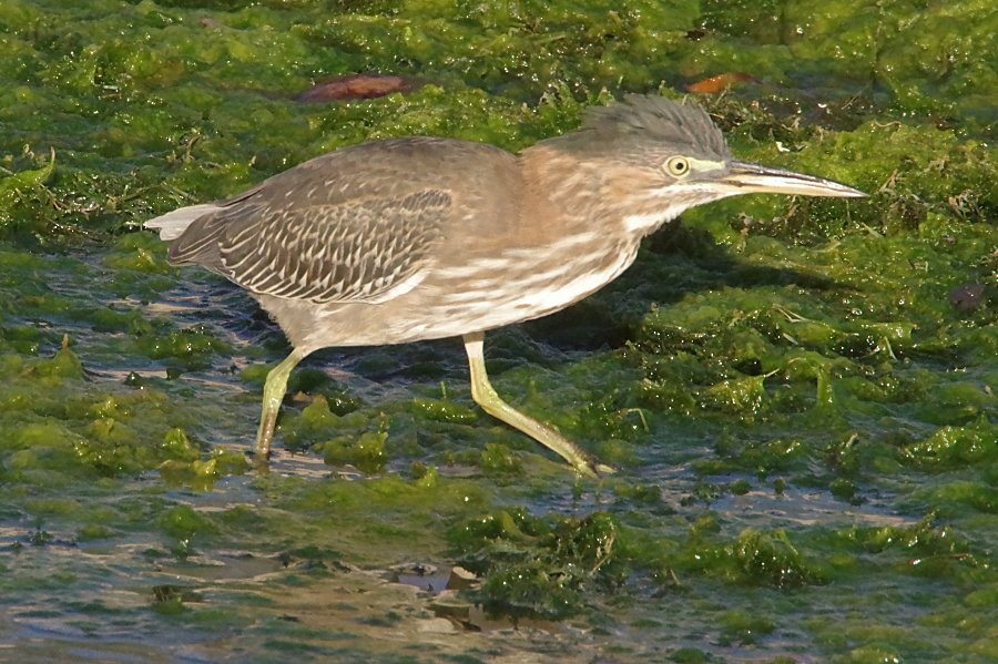 Green Heron - ML624209947