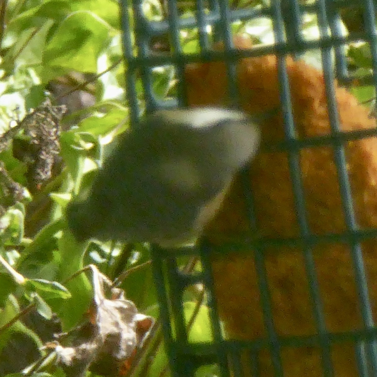 Pygmy Nuthatch - Anonymous