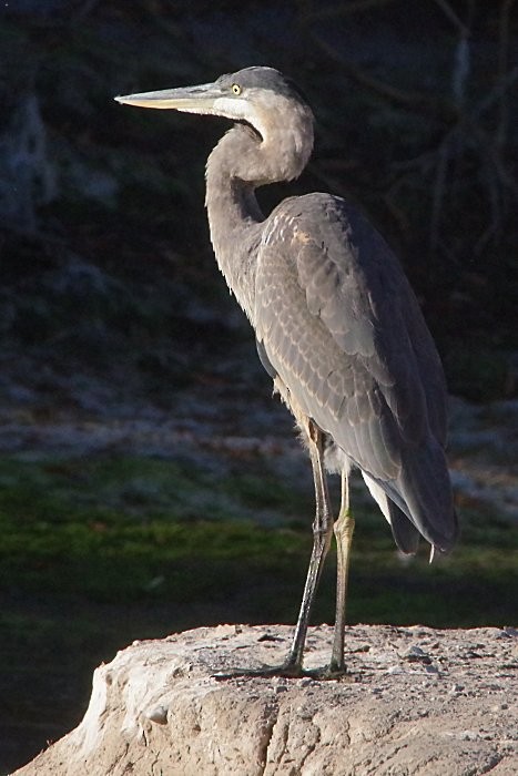 Great Blue Heron - Pat Goltz