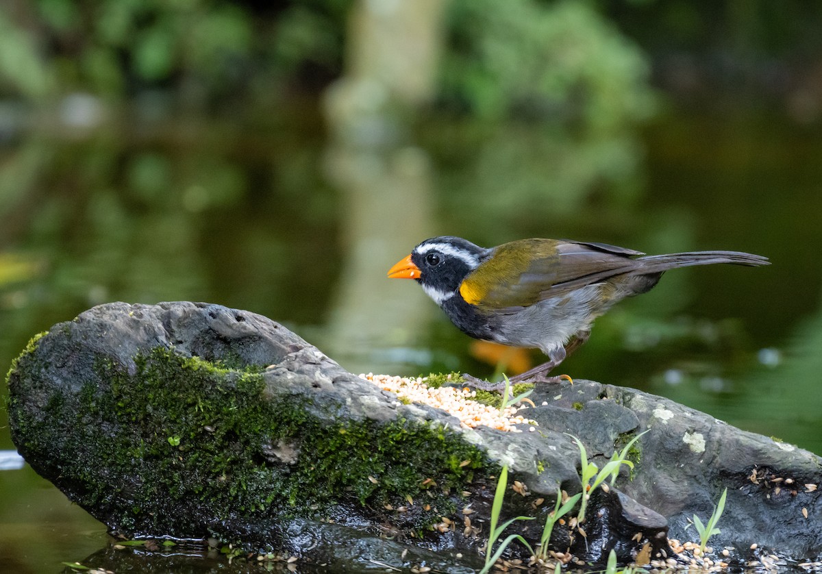 Orange-billed Sparrow - ML624209963