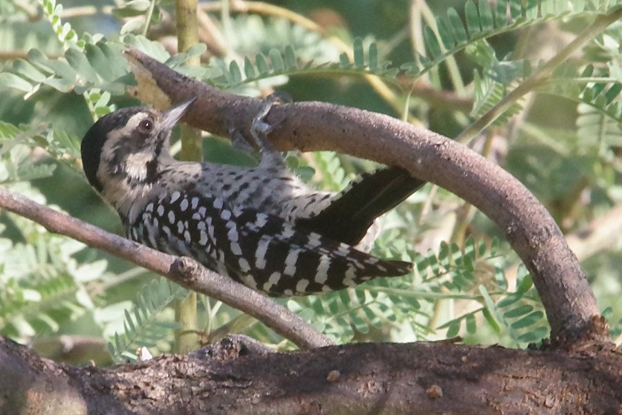 Ladder-backed Woodpecker - ML624209964