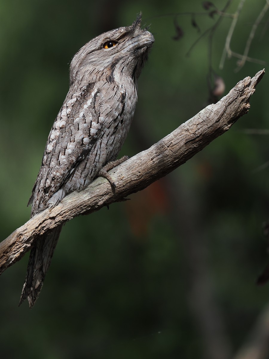 Tawny Frogmouth - ML624209965