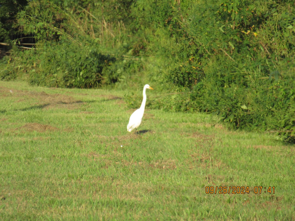 Great Egret - ML624209969