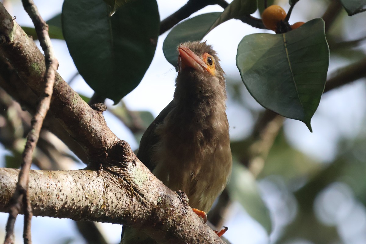 Brown-headed Barbet - ML624209976