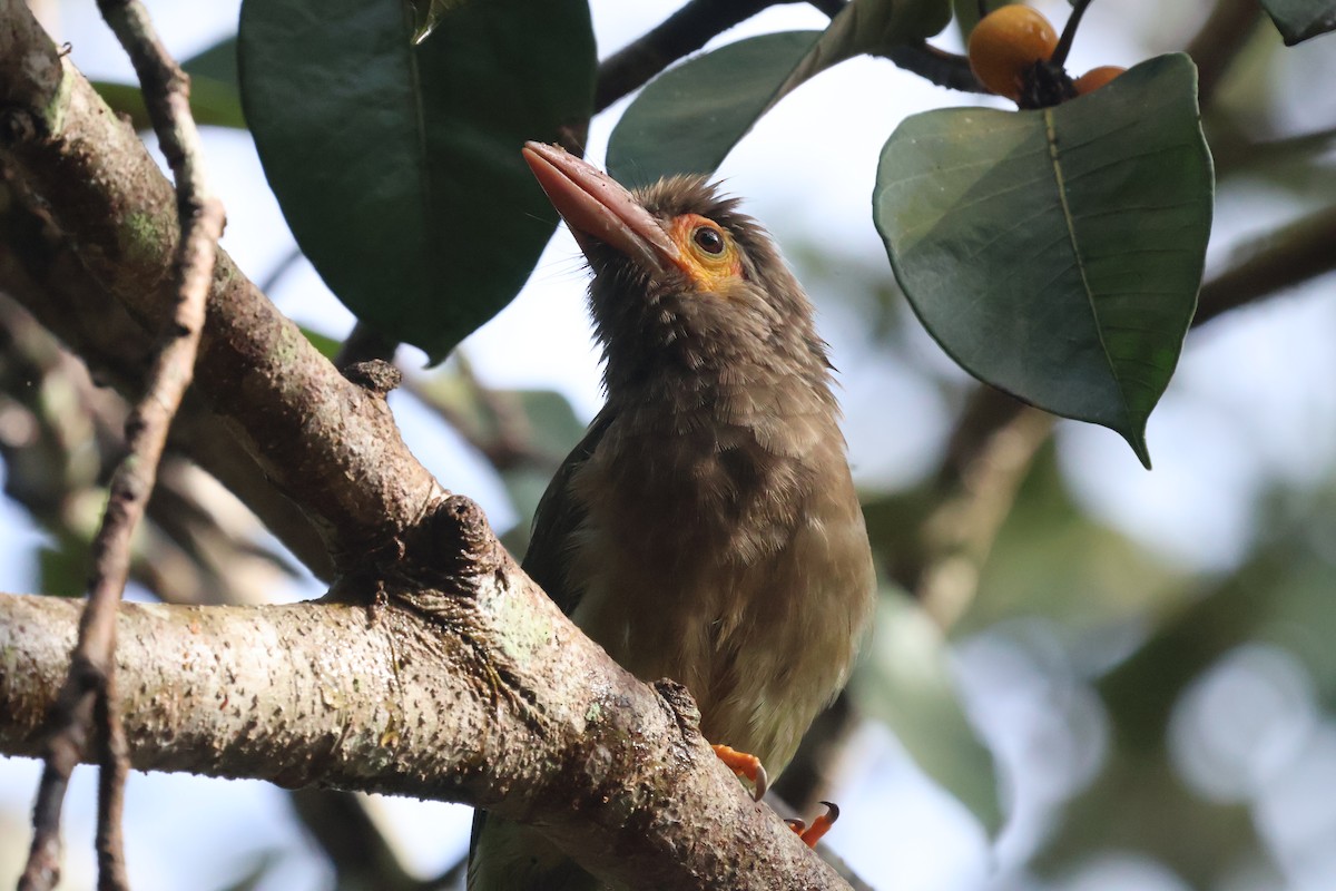 Brown-headed Barbet - ML624209977