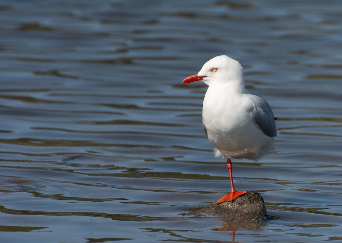 Silver Gull (Silver) - ML624209980