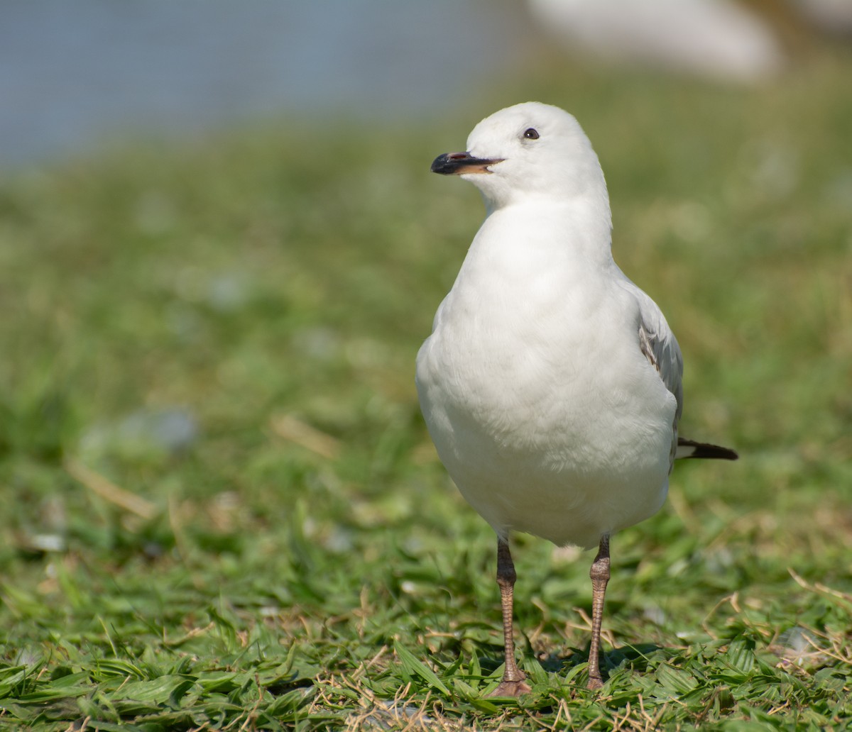 Silver Gull (Silver) - ML624209981