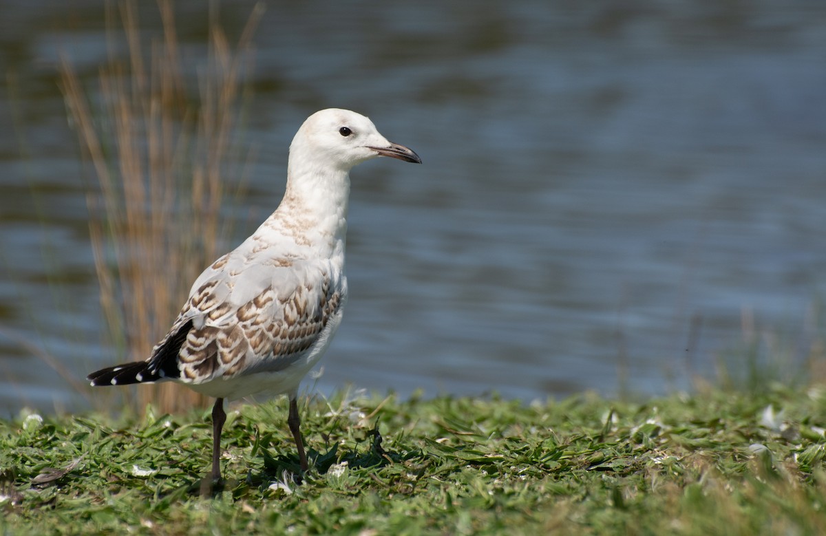 Silver Gull (Silver) - ML624209982