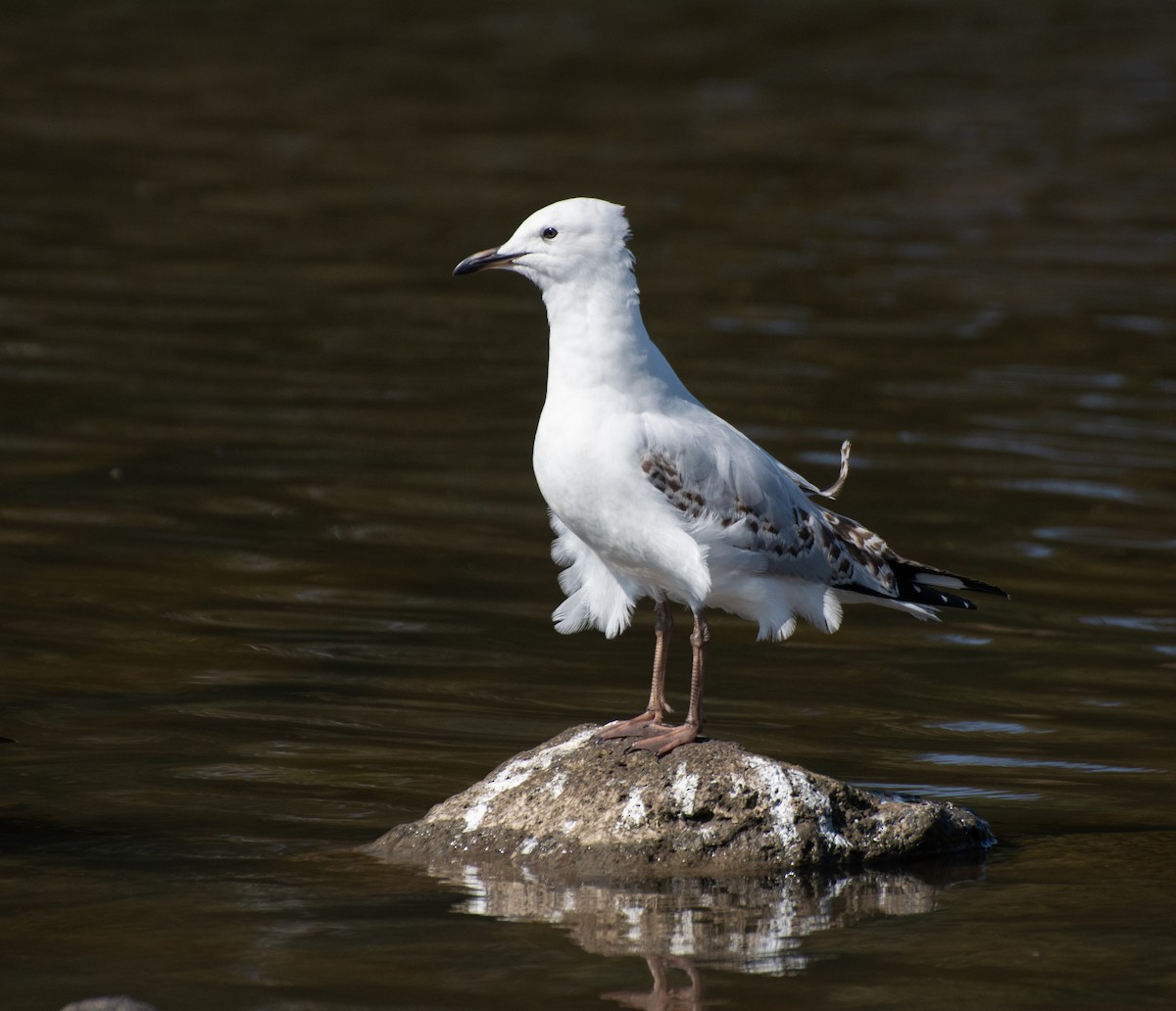 Silver Gull (Silver) - ML624209984