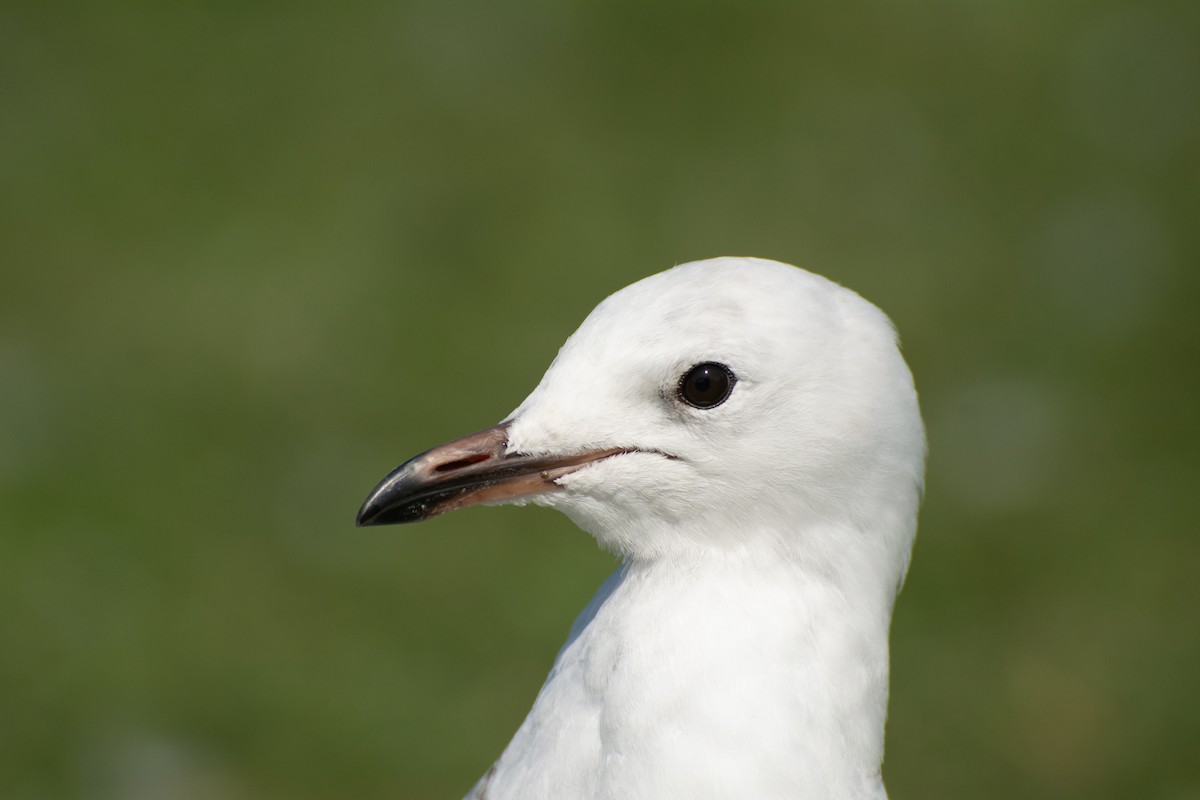 Silver Gull (Silver) - ML624209987