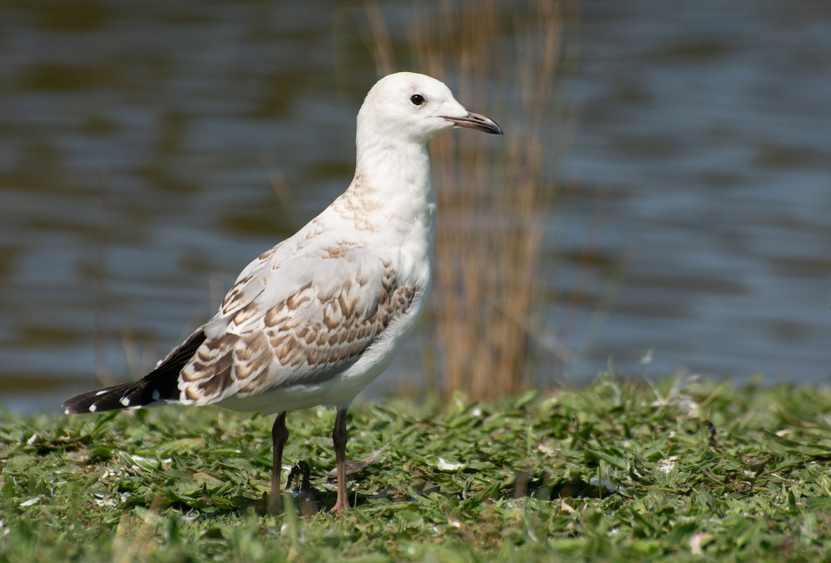 Silver Gull (Silver) - ML624209988