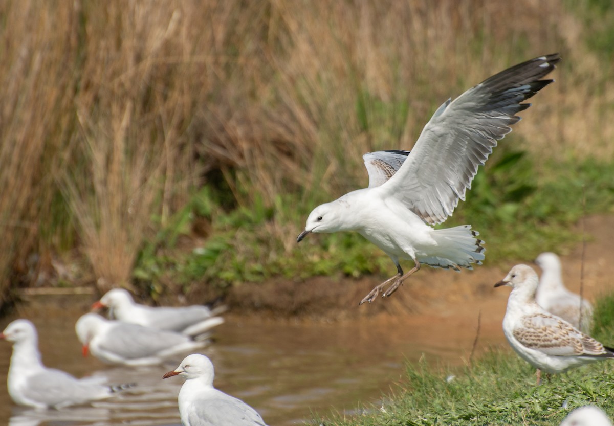 Silver Gull (Silver) - ML624209989