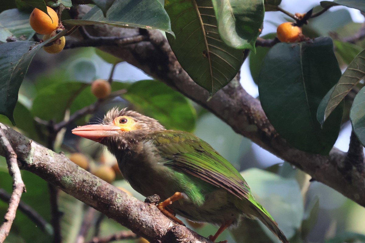 Brown-headed Barbet - ML624209990