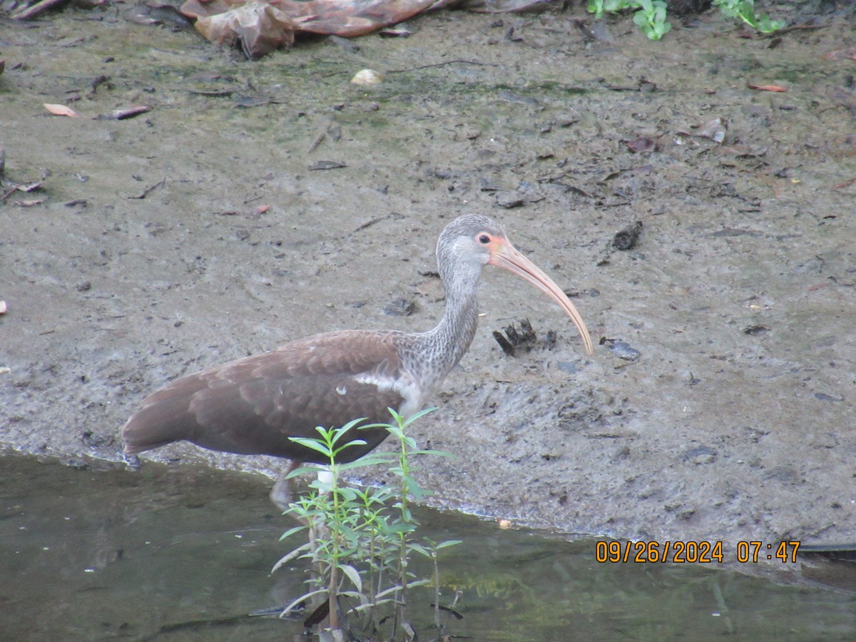 White Ibis - ML624209993