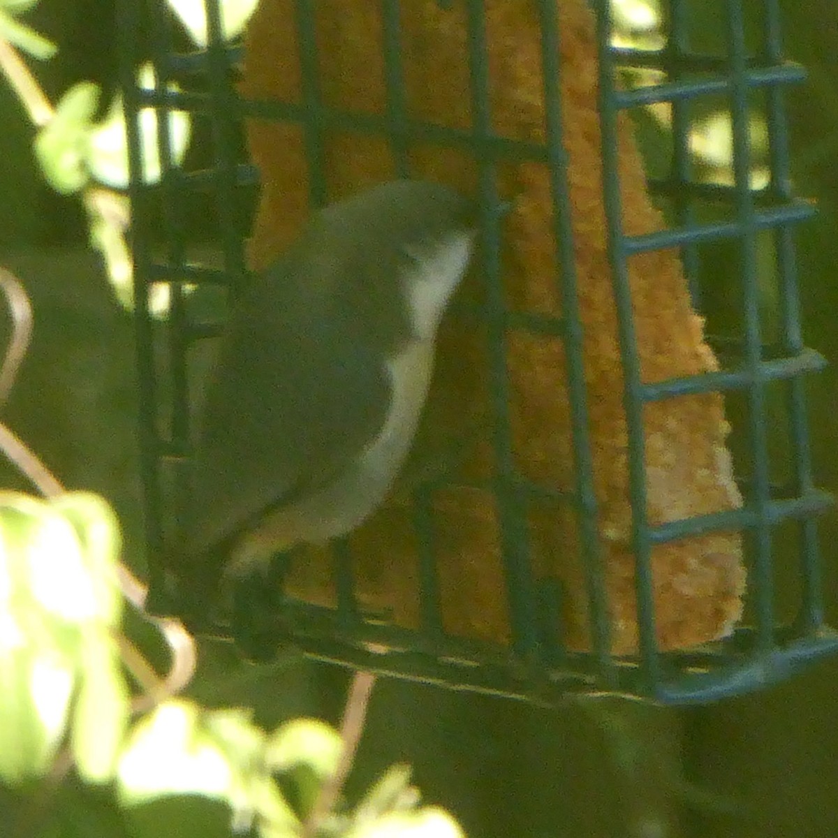 Pygmy Nuthatch - ML624209997