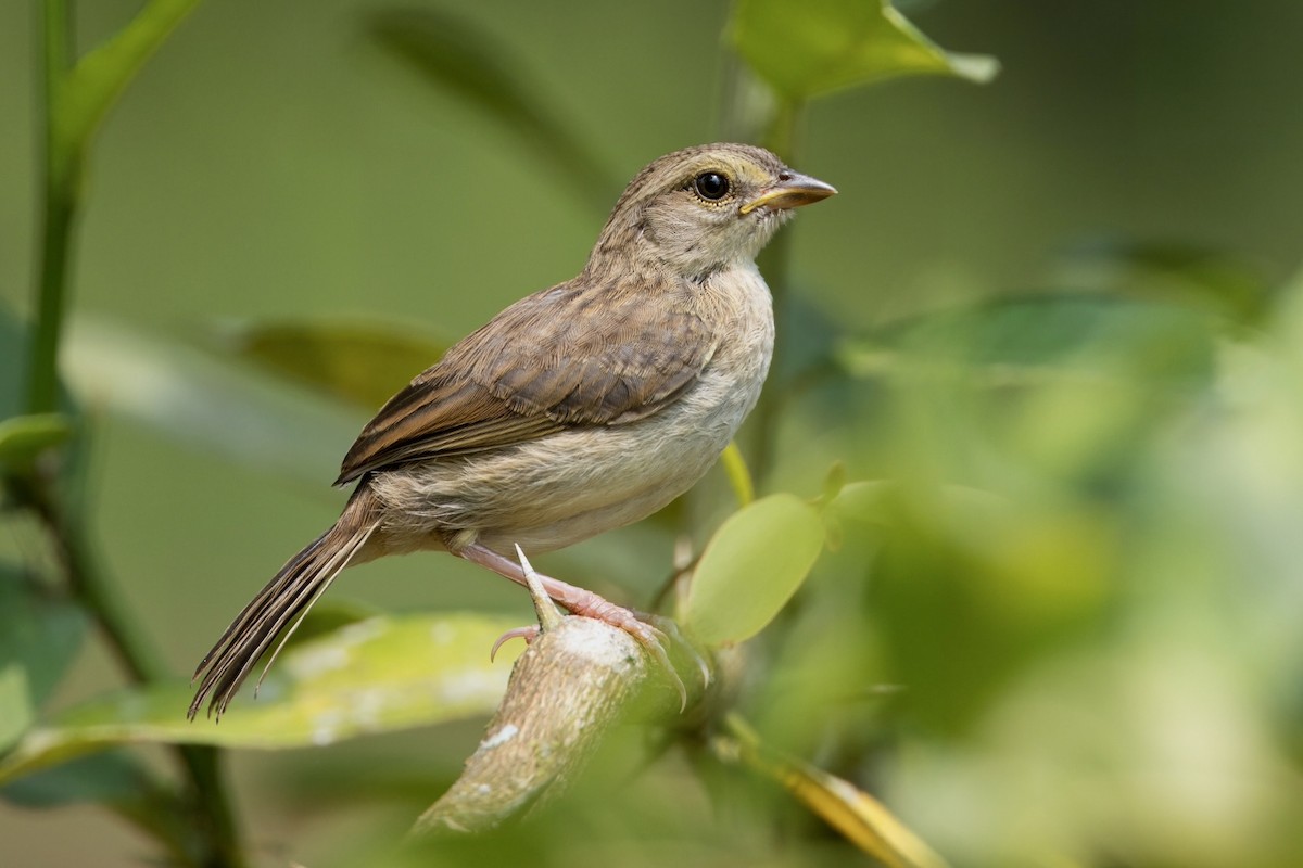 Yellow-browed Sparrow - ML624209998