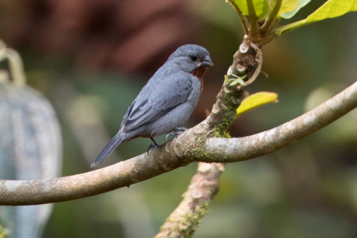 Chestnut-bellied Seedeater - ML624210002