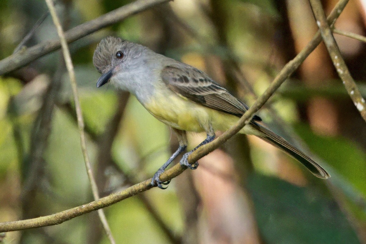 Short-crested Flycatcher - ML624210007