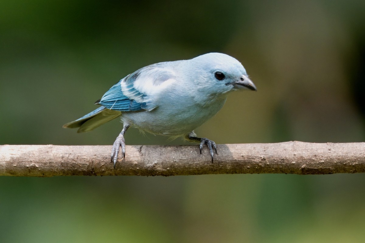 Blue-gray Tanager - ML624210008