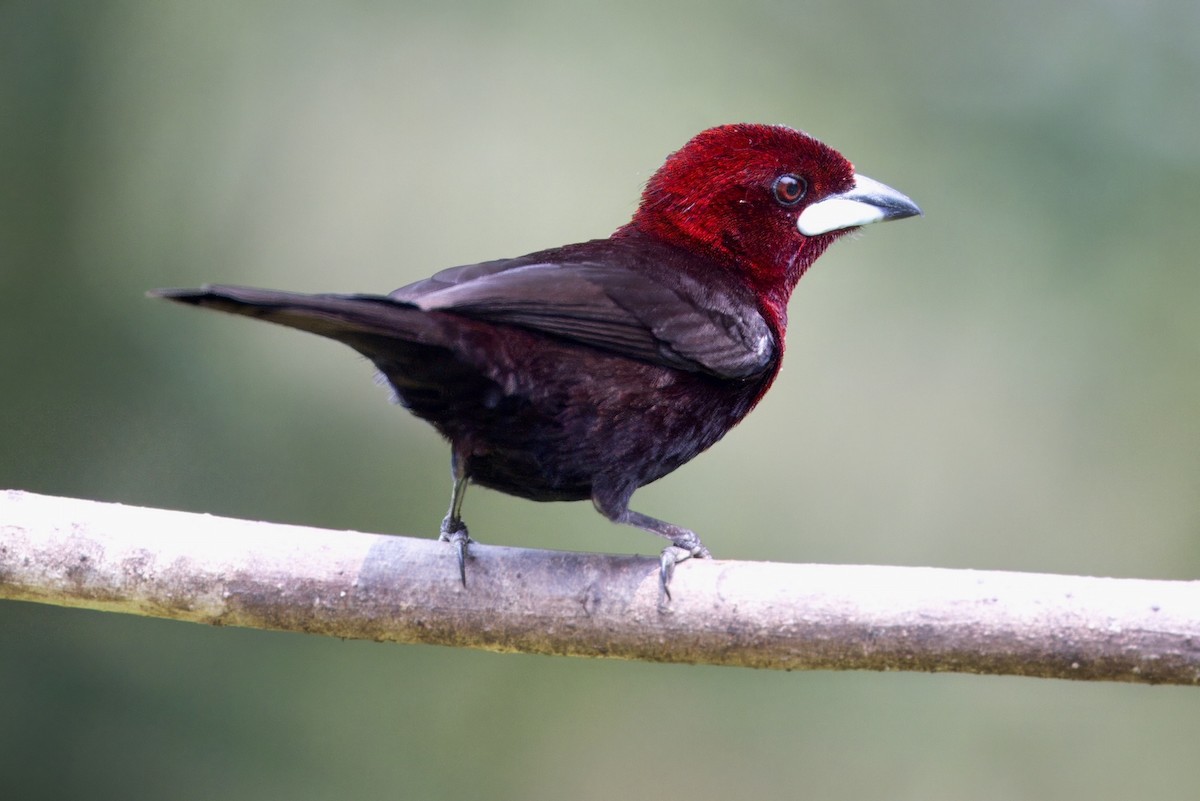 Silver-beaked Tanager - ML624210016