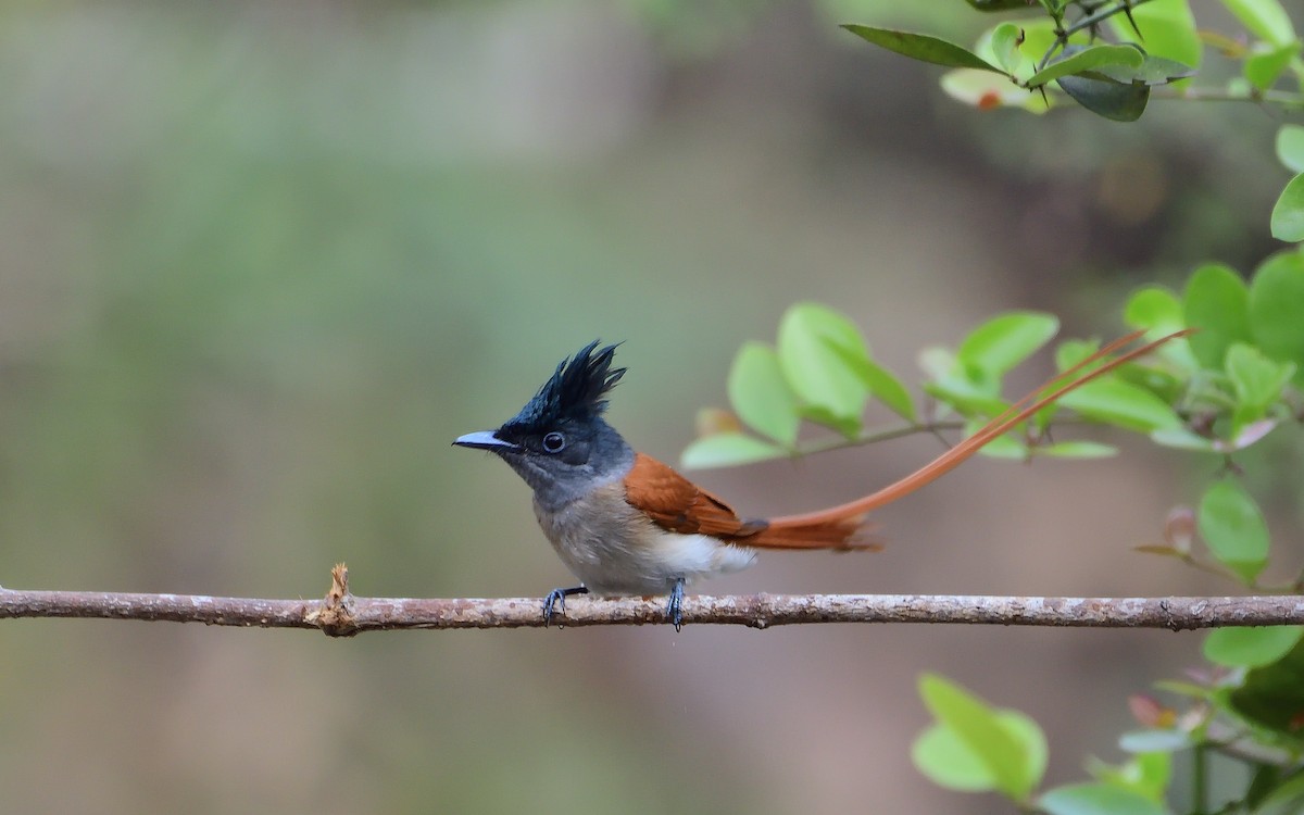 Indian Paradise-Flycatcher - Bhaskar Mandal