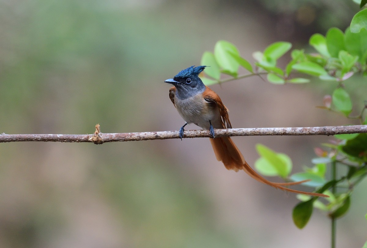 Indian Paradise-Flycatcher - ML624210021