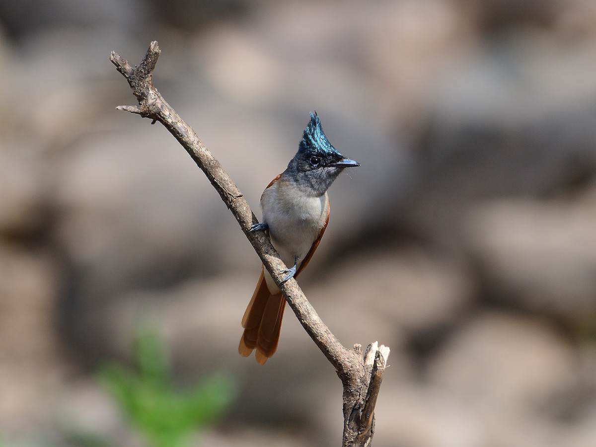 Indian Paradise-Flycatcher - ML624210022