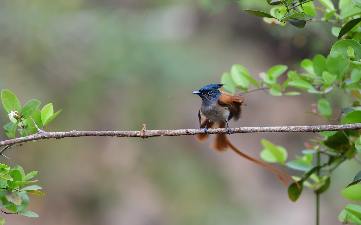 Indian Paradise-Flycatcher - ML624210023