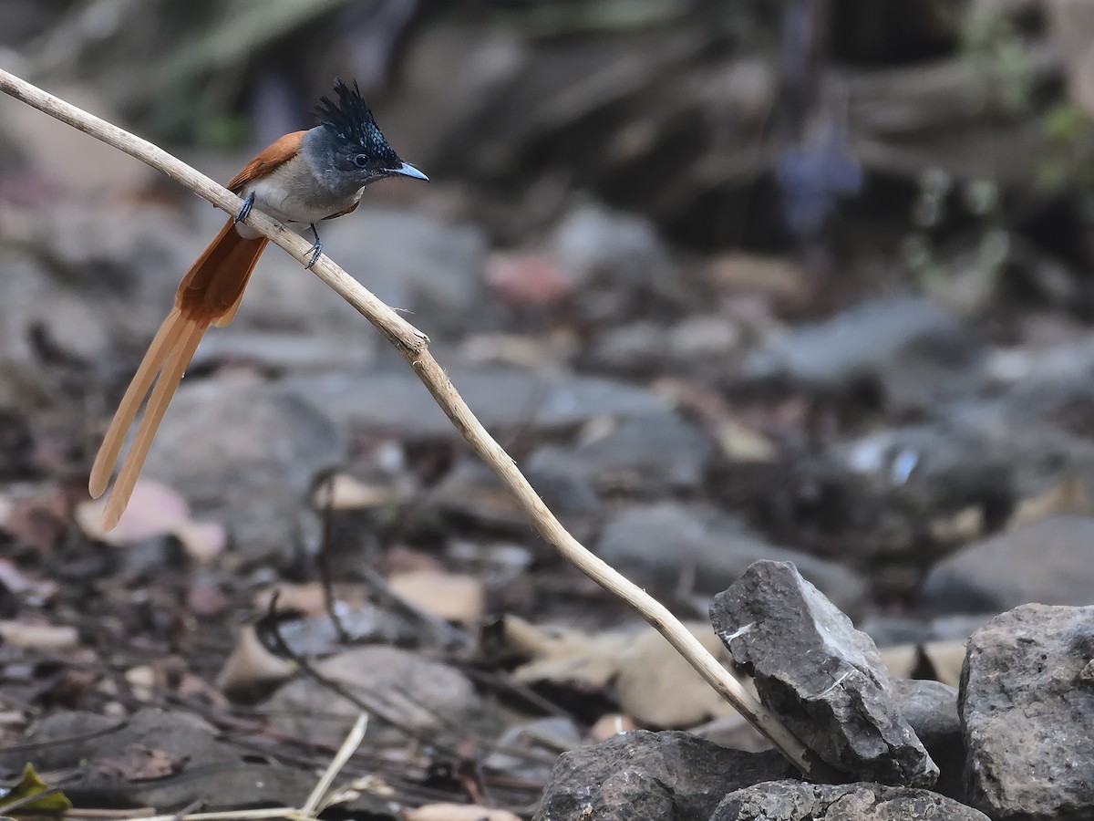 Indian Paradise-Flycatcher - ML624210024