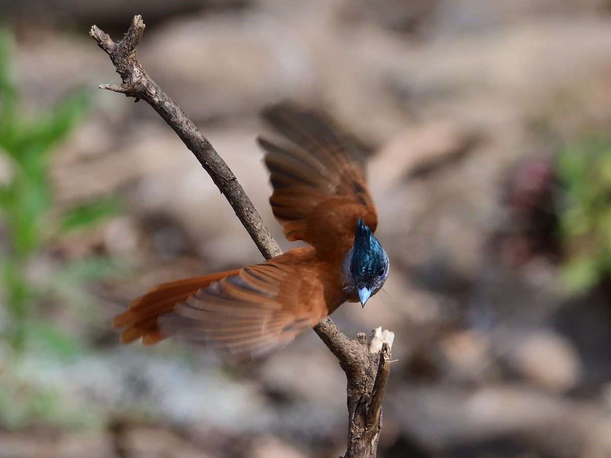 Indian Paradise-Flycatcher - ML624210025