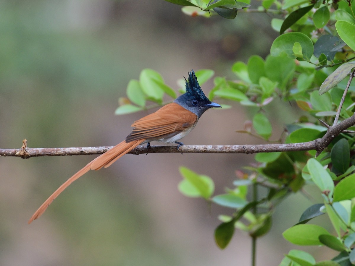 Indian Paradise-Flycatcher - ML624210026