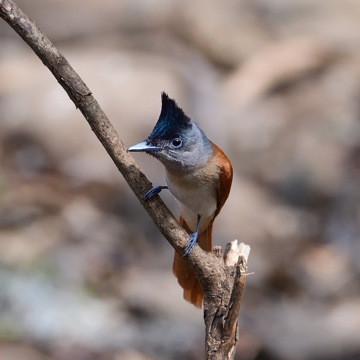 Indian Paradise-Flycatcher - ML624210027