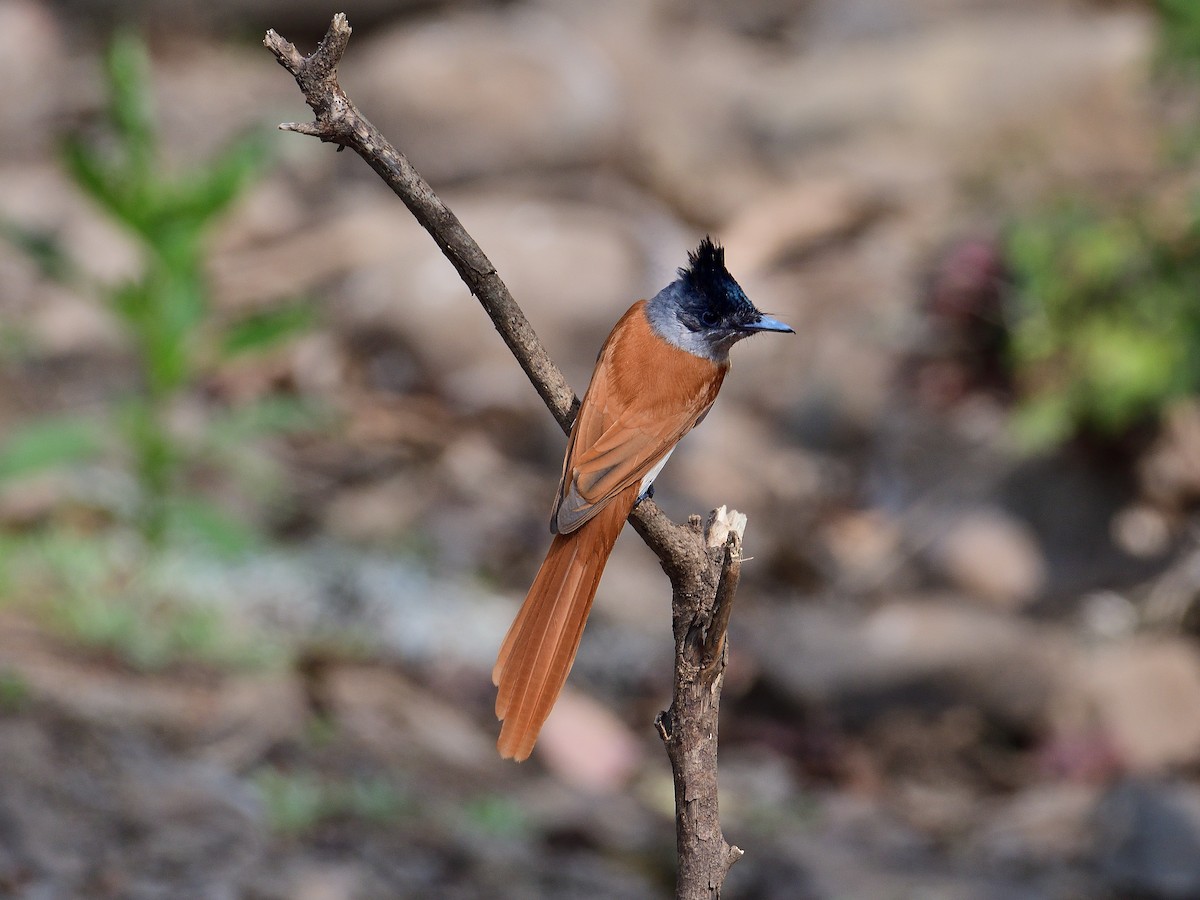 Indian Paradise-Flycatcher - ML624210028