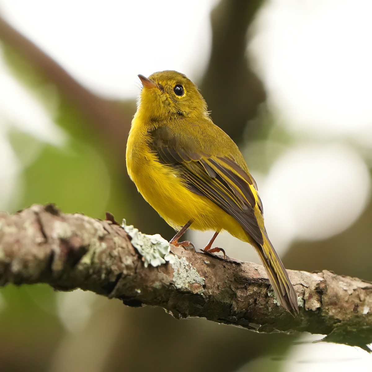 Gobemoustique canari - ML624210029