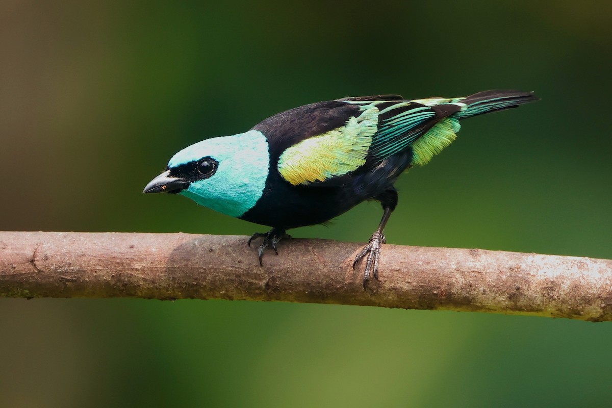 Blue-necked Tanager - ML624210031