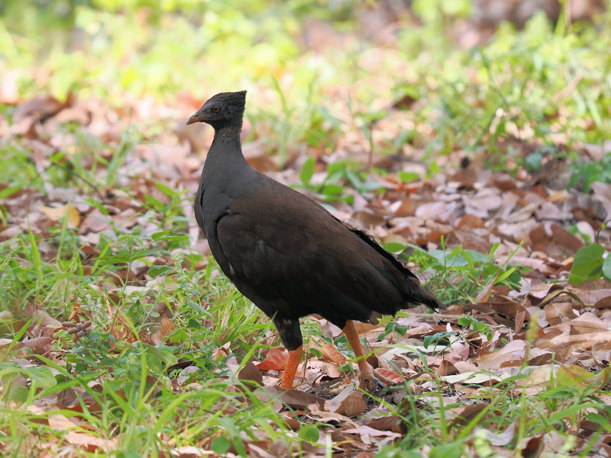 Orange-footed Megapode - Len and Chris Ezzy