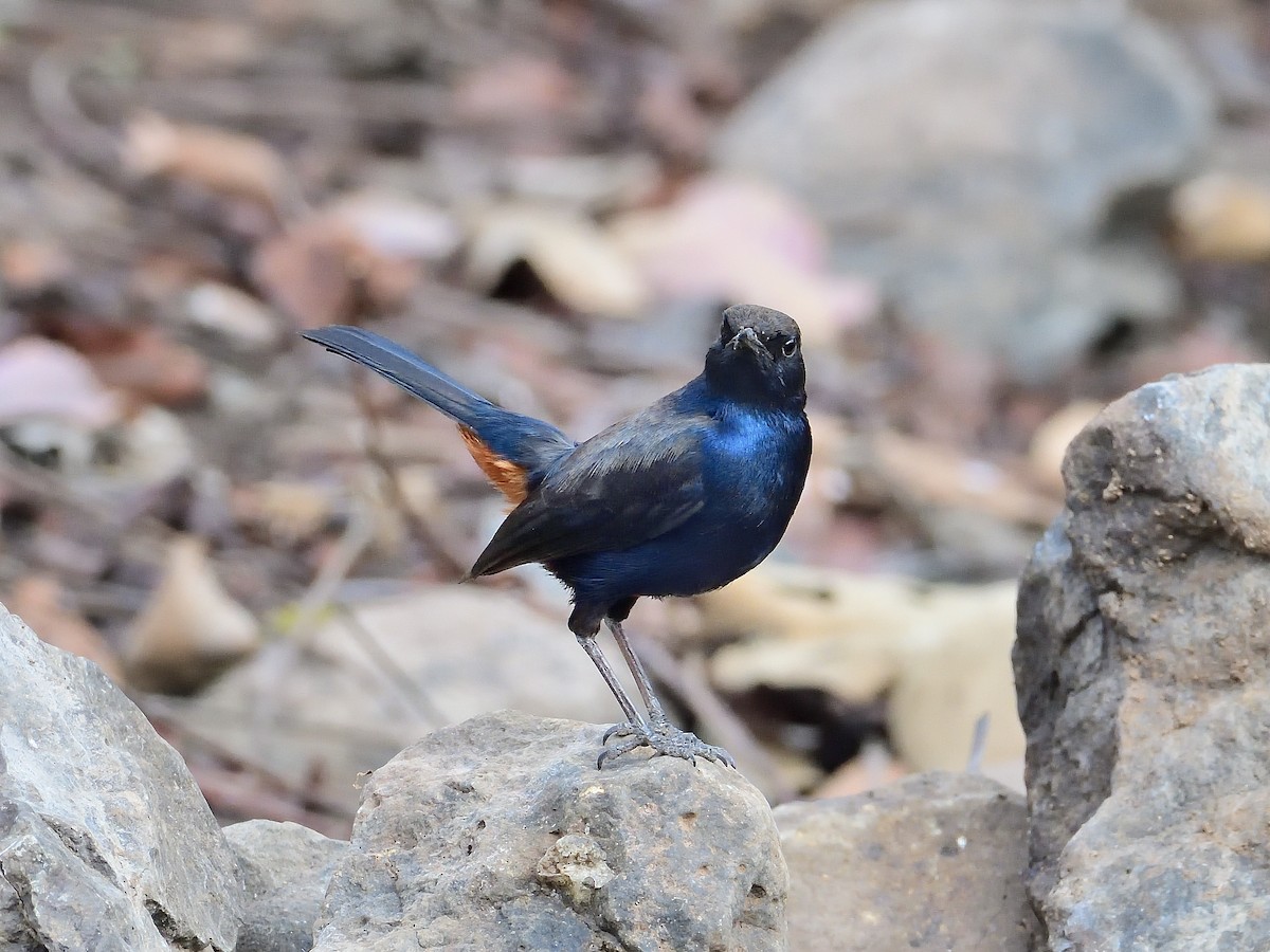 Indian Robin - ML624210040