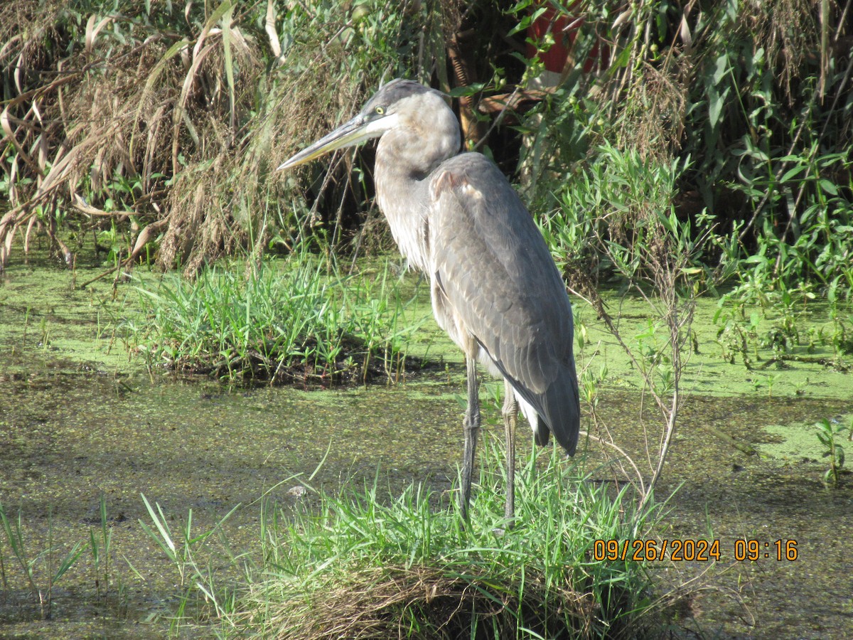 Great Blue Heron - ML624210087