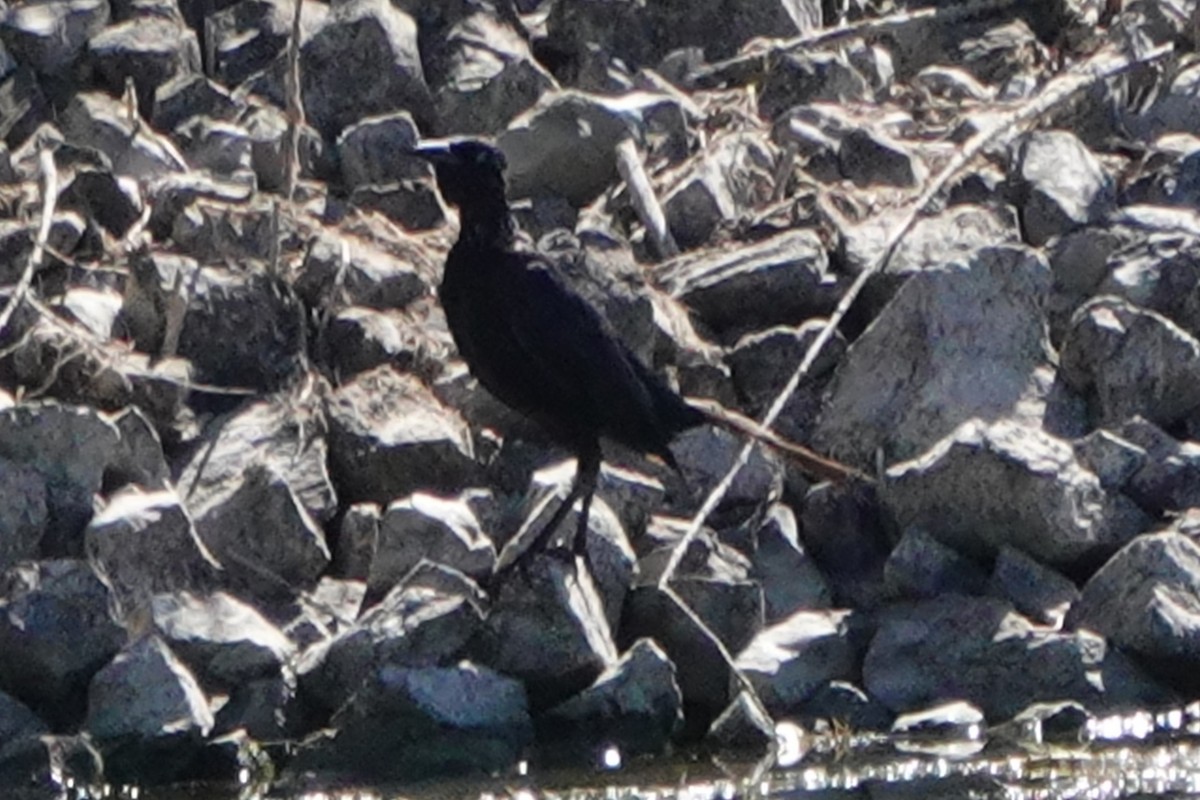 Great-tailed Grackle - ML624210089