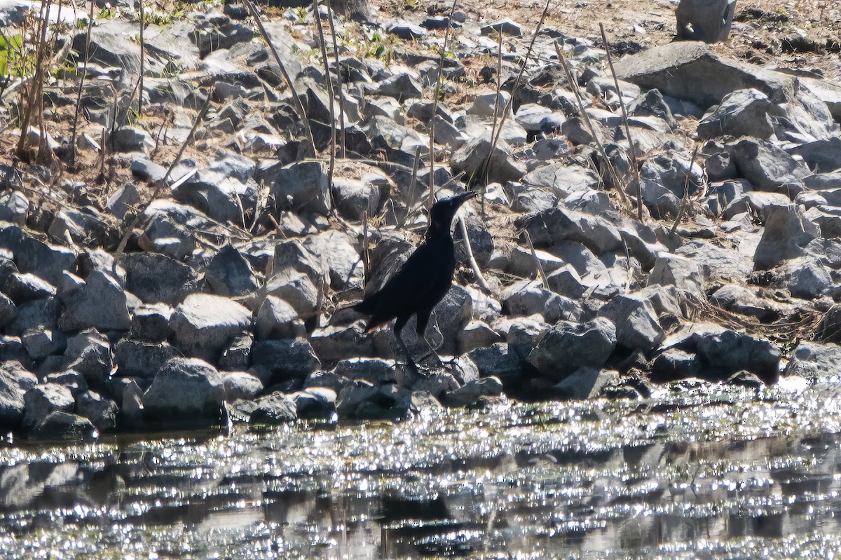 Great-tailed Grackle - ML624210092