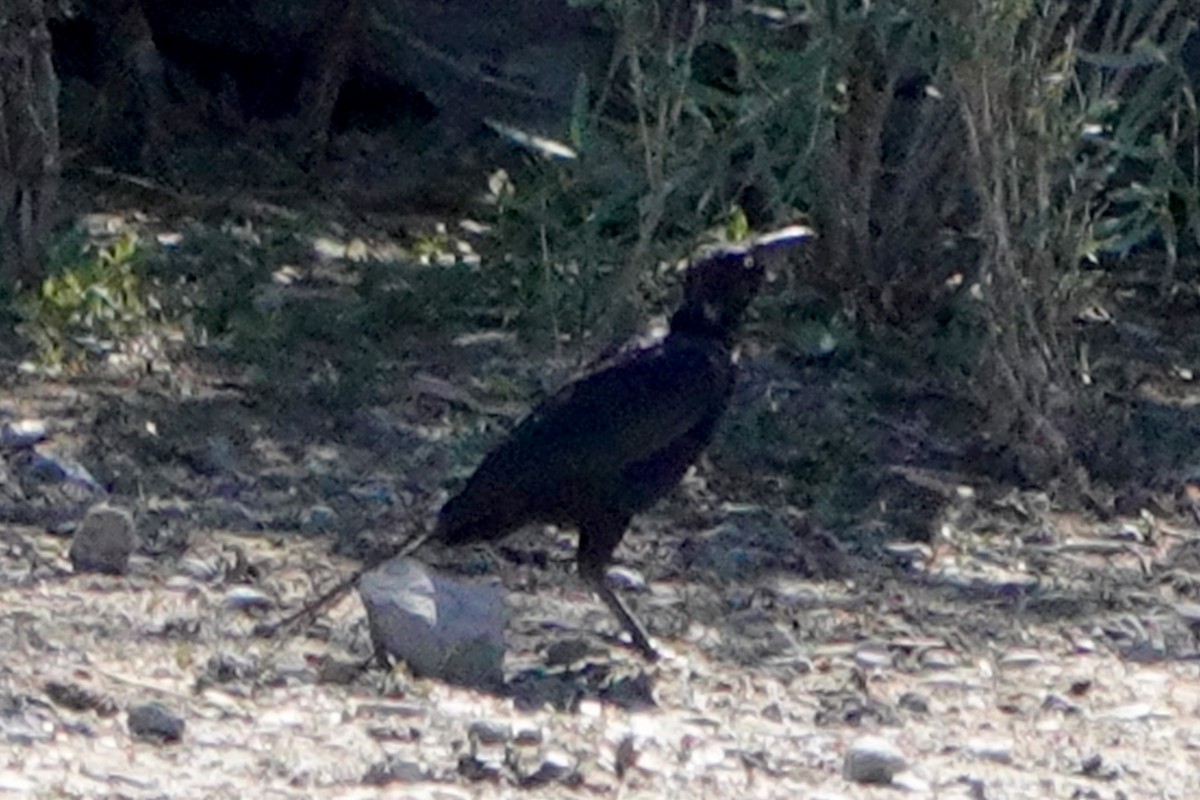 Great-tailed Grackle - ML624210097