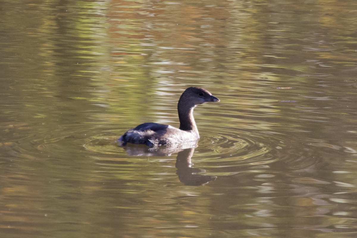 Pied-billed Grebe - ML624210104